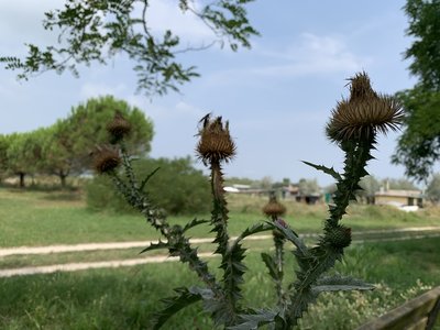 Mediterranean vegetation.