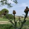 Mediterranean vegetation.