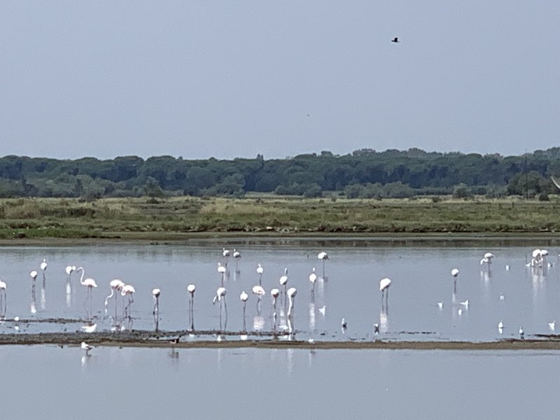 Flamingos.