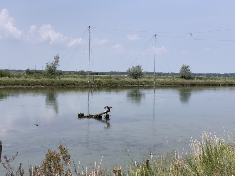 A bird taking off a branch in the swamp.