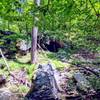 View of Daniels Cave from across the stream.