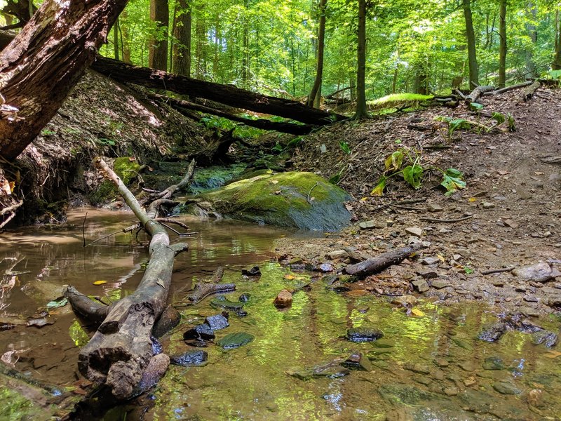 Gentle stream crossing along the Daniels Trail.