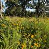 Wildflowers at the beginning of the trail.