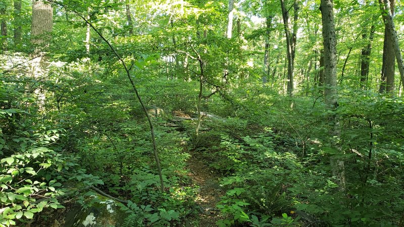 The trail narrows down a short distance from the road.