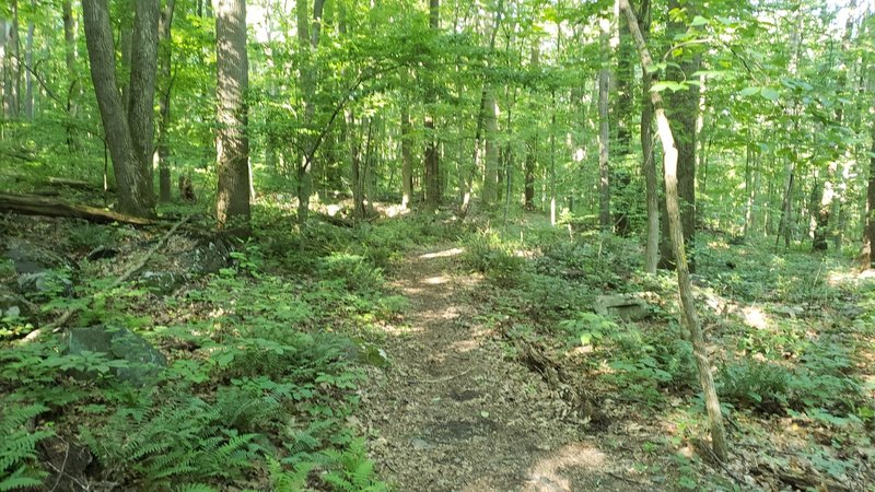 Much of the trail is through open, mature woods.