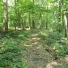 Much of the trail is through open, mature woods.