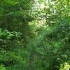 Toward the western end of the trail, the trail narrows into dense undergrowth.