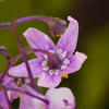 Even the underside of the flowers are interesting.