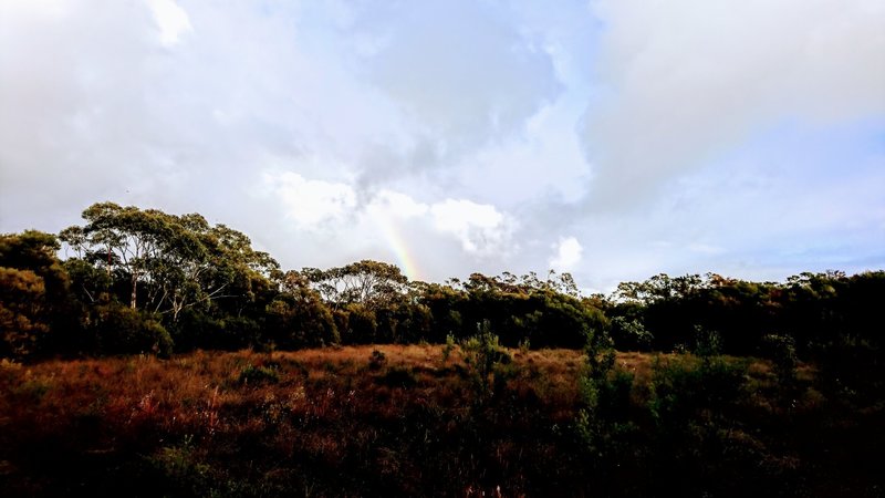 A rainbow shortly after sunrise, black cockatoos screeching.