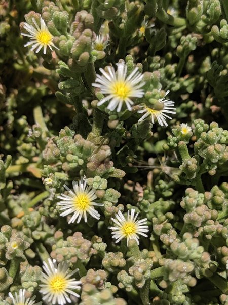 Slender Iceplant (Mesembryanthemum nodiflorum) that grows along the trails.