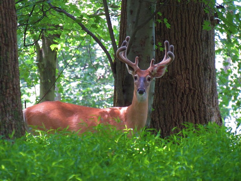 A solo buck stopping to watch hikers along the No Beach Lost Trail.