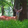 A solo buck stopping to watch hikers along the No Beach Lost Trail.