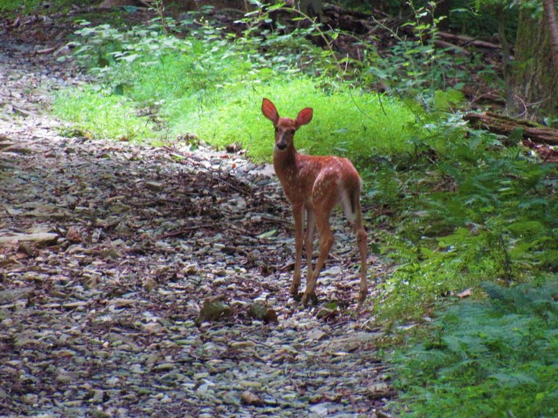 A young fawn along the Horse Fly Alley Trail.