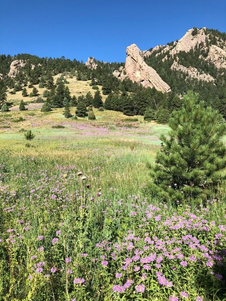 The view at the top of Old Mesa.