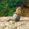 Presumably well fed chipmunk