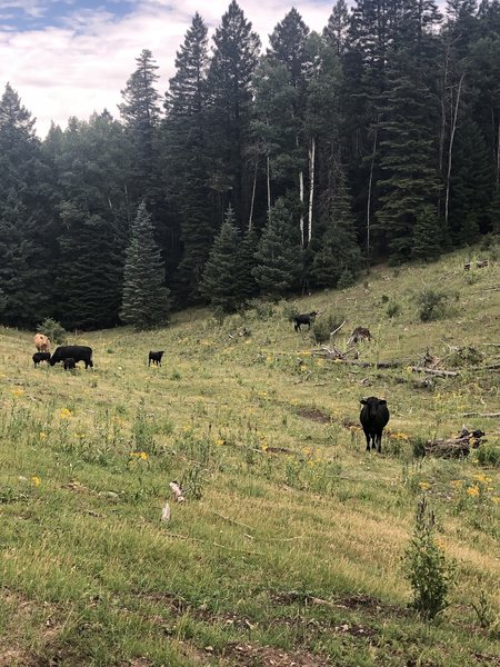 Cows on Schofield Canyon Trail T5007A