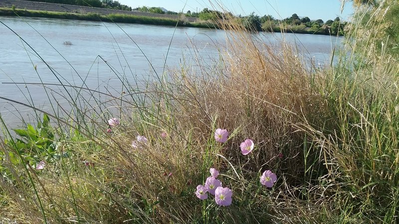 View of the Rio Grande in the summer.