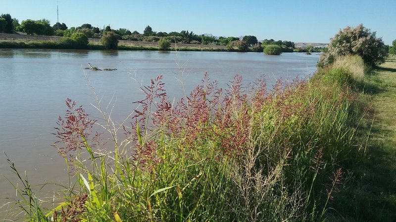 View of the Rio Grande in the summer.