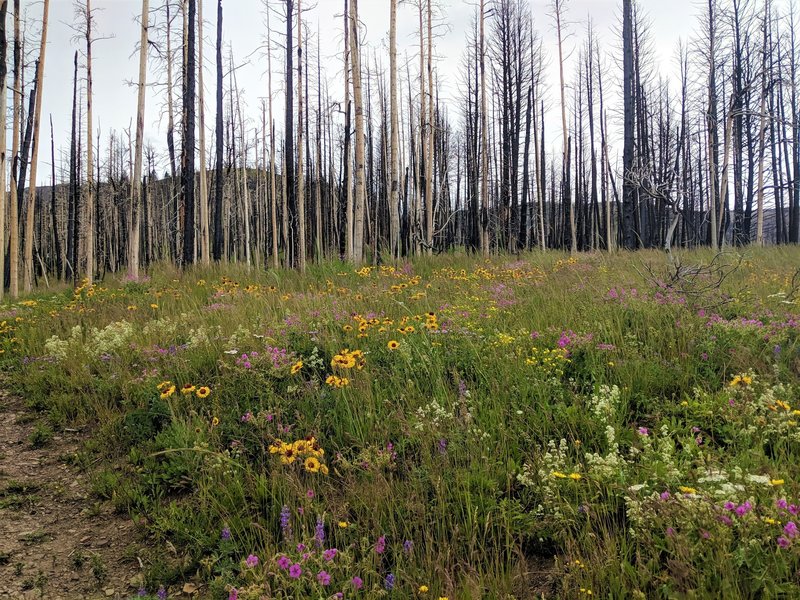 Wildflowers along Alice Creek.