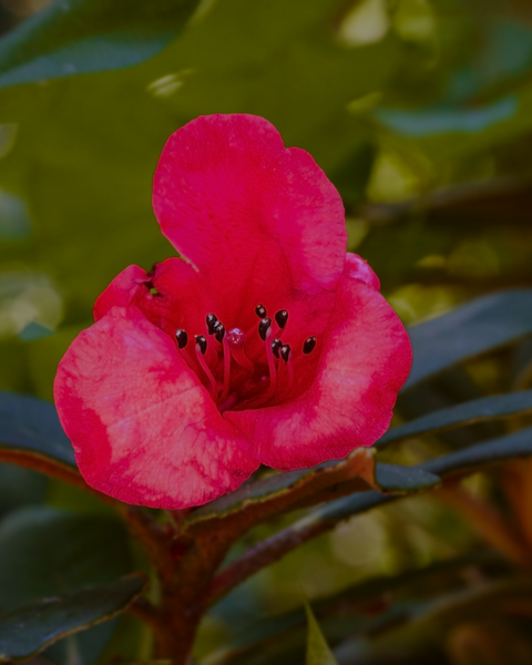 The Arboretum is full of unique flowers I don't often see elsewhere.