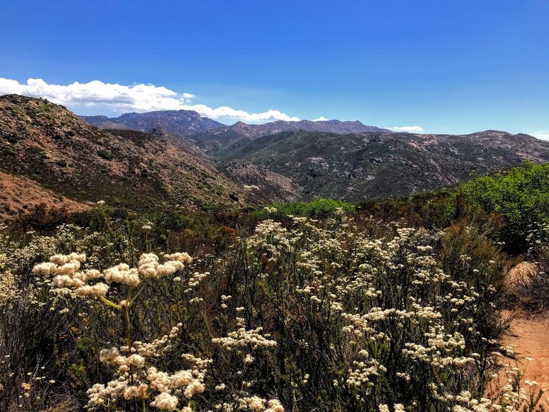 California Buckwheat is all over the place on the trail