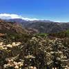 California Buckwheat is all over the place on the trail