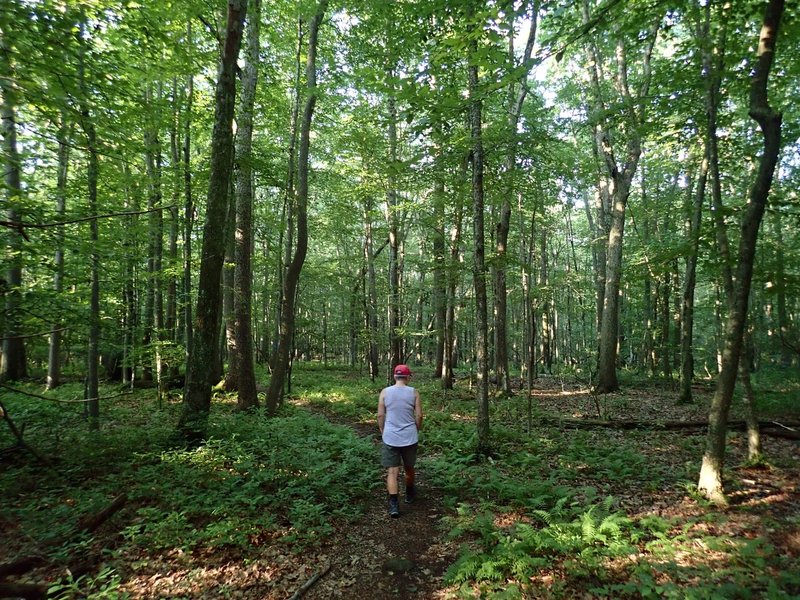 Starting out on the Blue Trail on a hot summer day