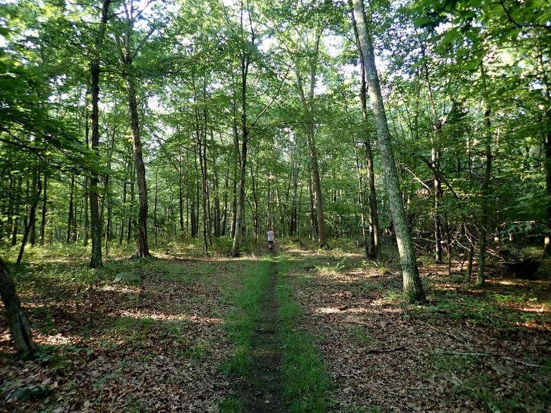 Along the Blue Trail