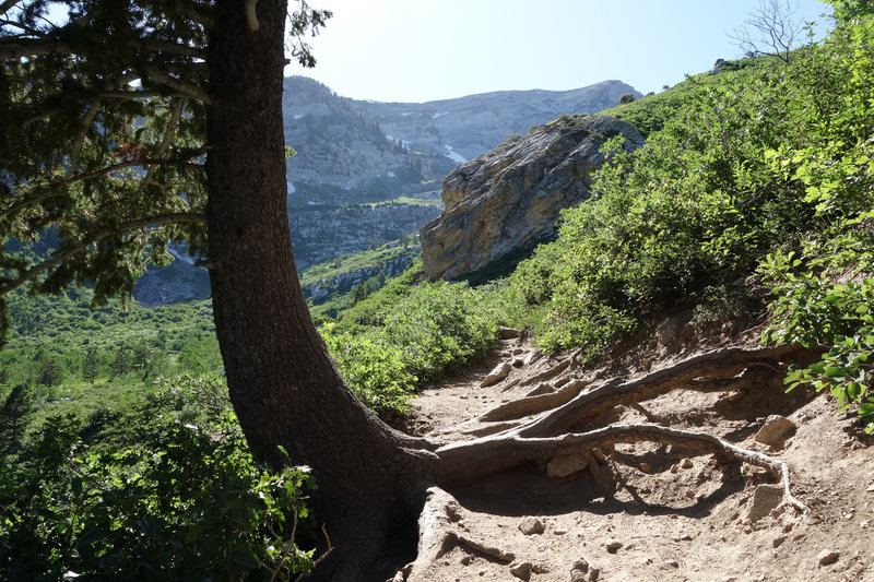 Tree clinging to the mountain side on the trail to Silver Lake