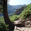 Tree clinging to the mountain side on the trail to Silver Lake