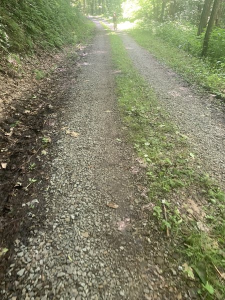 Running along Sarver dirt road in Ohiopyle in June.