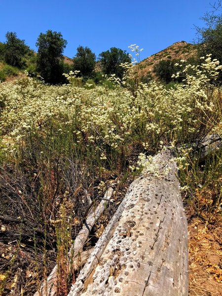 A fallen tree featuring the work of an acorn woodpecker.