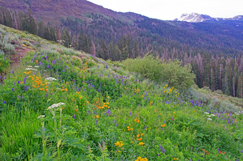 Flowers on the High Trail. Mammoth Mountain in the background.