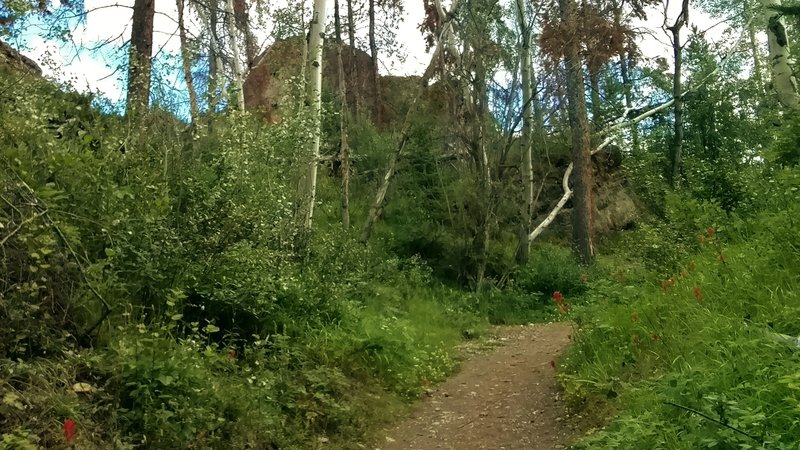 The wooded northeastern side of the Old Fort Point Loop trail.  The red flowers are paintbrush.