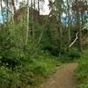 The wooded northeastern side of the Old Fort Point Loop trail.  The red flowers are paintbrush.