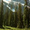 Vibrant green Cavell Meadows below Mount Edith Cavell.