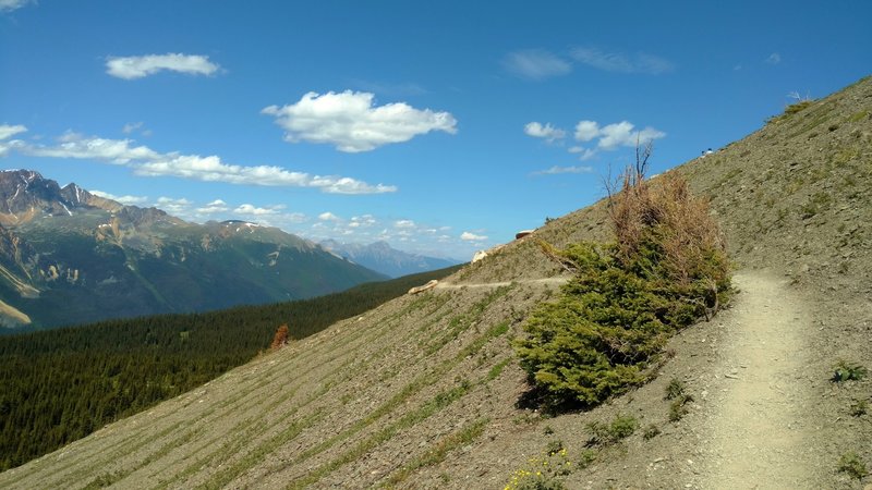 The views to the northwest from high on Cavell Meadows Trail.