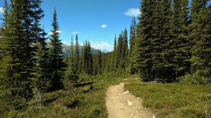 Cavell Meadows Trail winds through high meadows with mountain views in the distance.