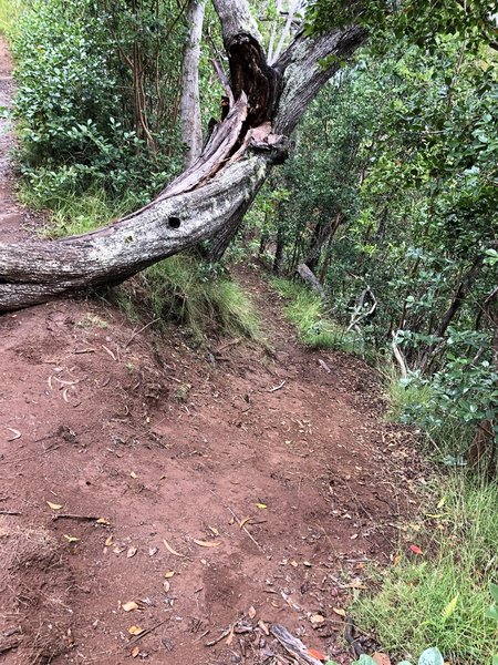 Start of trail on the right; very steep.