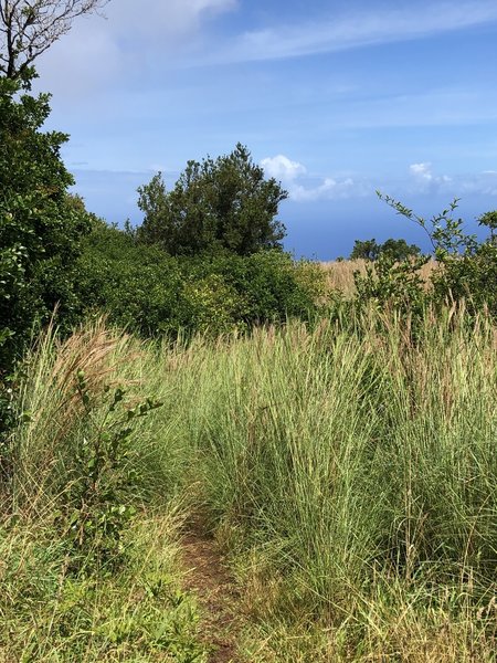 View from shelter toward cliff edge - this is to a vista; not the continuation of the trail!