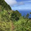 Along the Cliff Trail