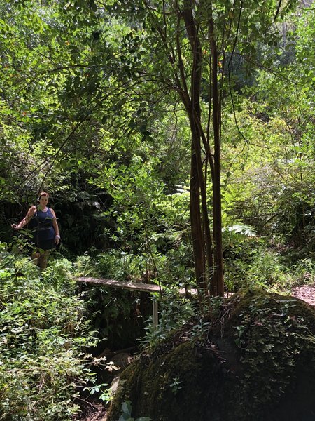 Plank across ravine.