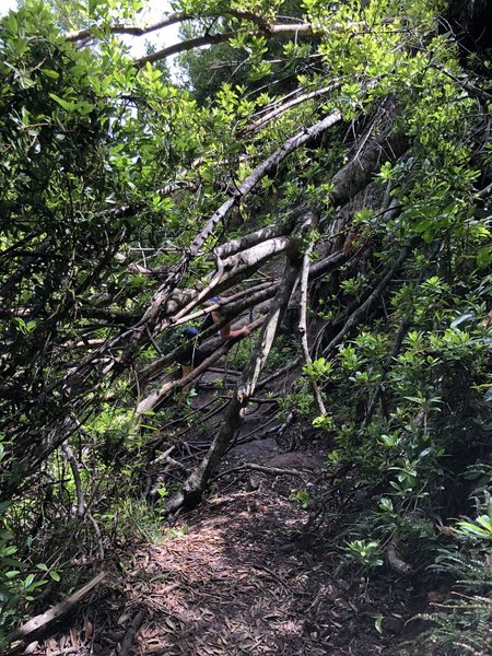 Lots of downed trees along the trail.