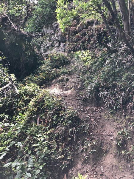 A very large tree covering the trail -- had to climb over root structure on the right.