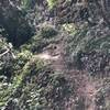 A very large tree covering the trail -- had to climb over root structure on the right.