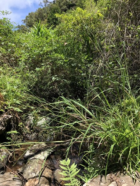 Small stream crossing.