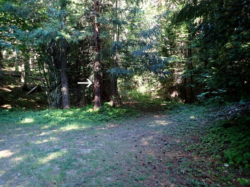 The trailhead is indicated only by several metal tags (arrow) nailed to a nearby tree.