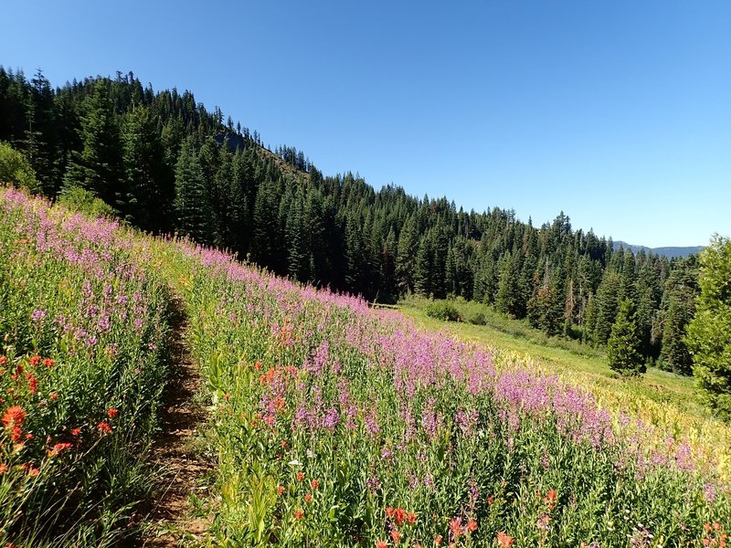 Wildflower-filled meadows near Horse Spring.