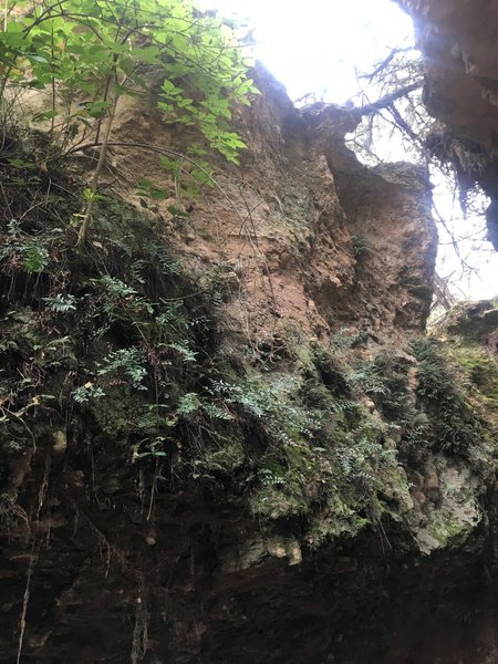 Plant life on sides of butterfly canyon.