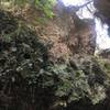 Plant life on sides of butterfly canyon.